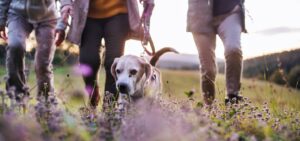 Praktische tips om wandelen effectiever en nog leuker te maken!